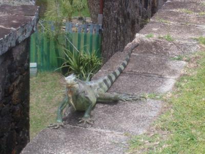 L'iguane...